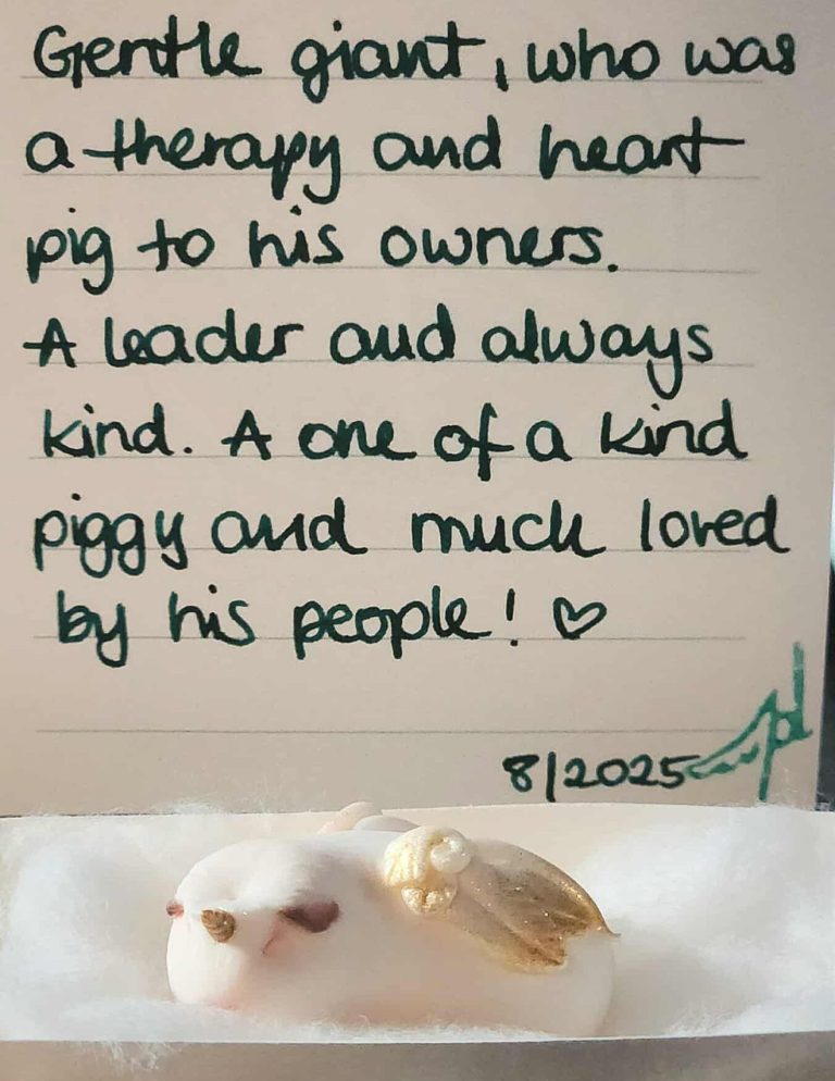 Kundenfoto von Einhorn Meerschweinchen mit Beschreibungskarte